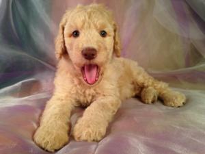 Male Standard Poodle Puppy for sale in Iowa by Iowa's Best Breeder $675 These dogs have green eyes and are up to the breed standard of 15 inches at the shoulders.